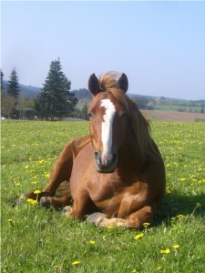 Pferd 02